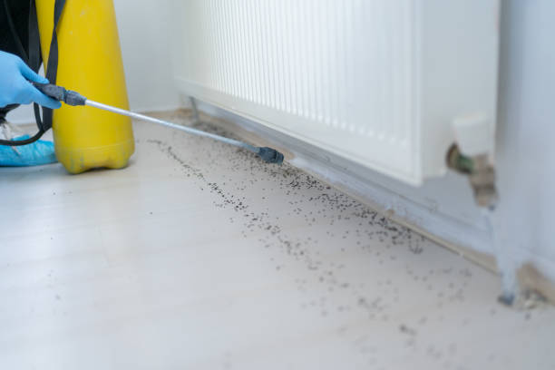 Best Pest Control for Homes  in Rapids, NY